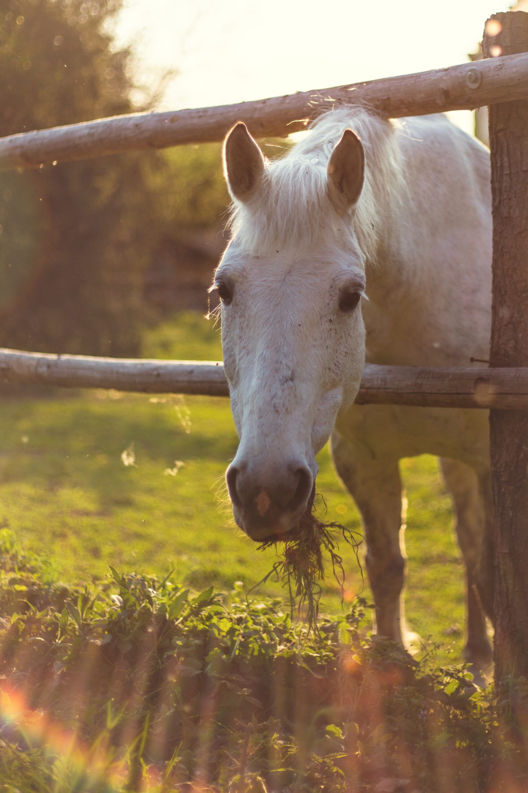 friedliches Bild: ein fressendes Pferd am zaun im Abendlicht. Thema: Vertrauen und Respekt durch gute Beziehung mit dem Pferd
