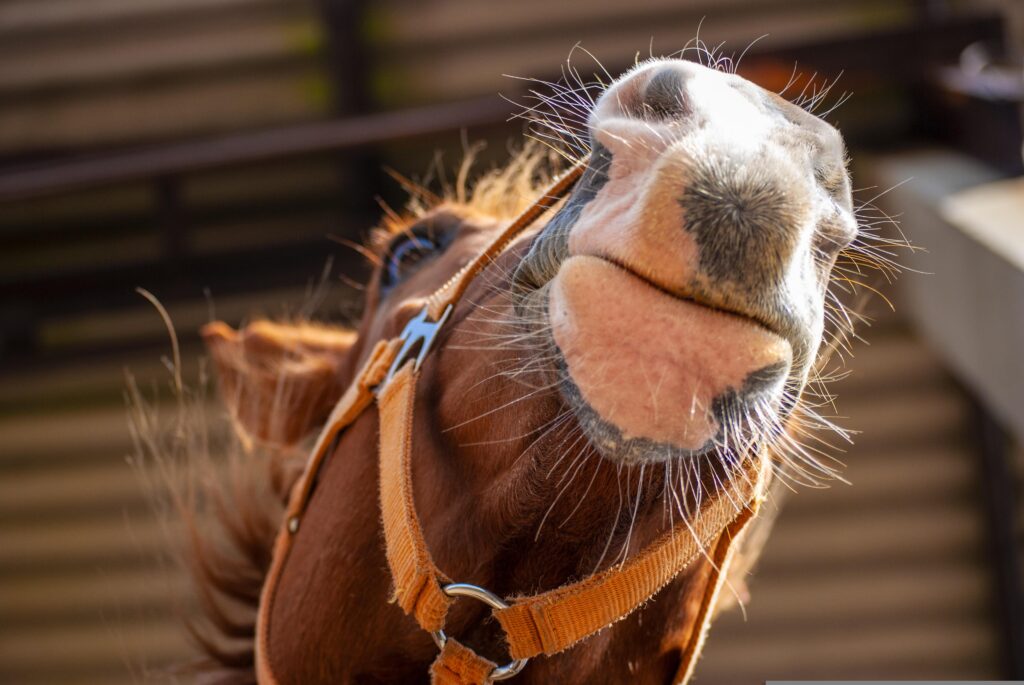 Pferd reißt Kopf hoch